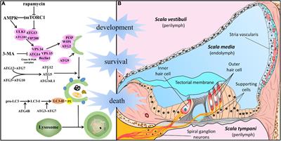 Cellular autophagy, the compelling roles in hearing function and dysfunction